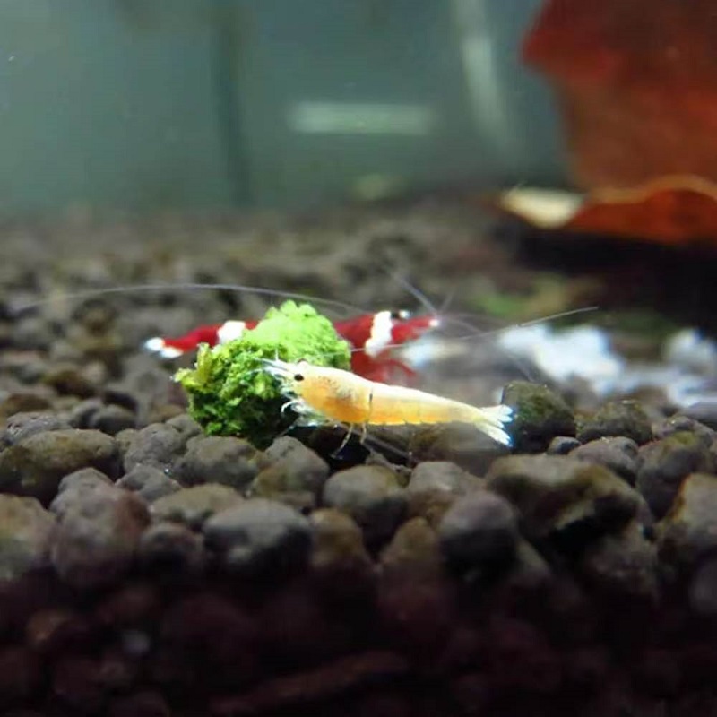 Spinach Shrimp Feed Ornamental - огляд і ціна Seaweed Snack